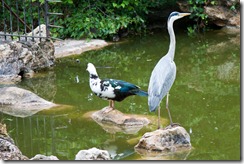 Not exactly ducks