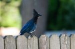 IMG_2228_85