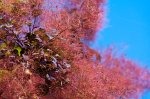 IMG_2300_85