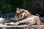 IMG_2311_85