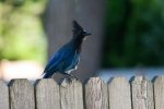 IMG_2228_85