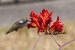 IMG_2305_85